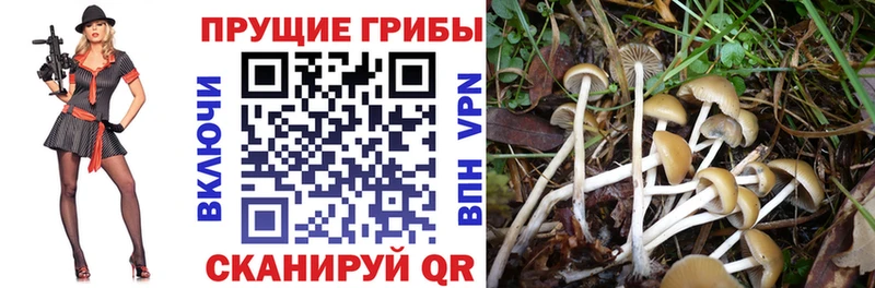 Псилоцибиновые грибы GOLDEN TEACHER Сычёвка
